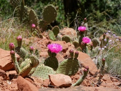 Opuntia aurea