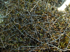 Coprosma cheesemanii