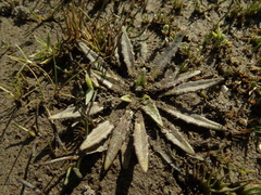 Plantago unibracteata