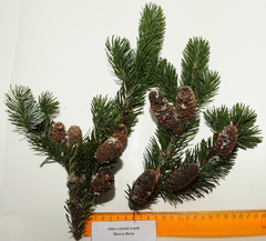 Abies veitchii