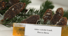 Abies veitchii