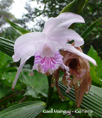 Sobralia rosea