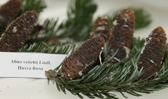 Abies veitchii