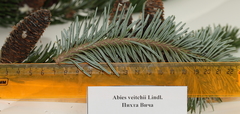 Abies veitchii