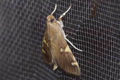 Rehimena surusalis