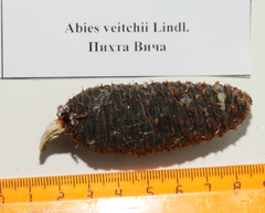 Abies veitchii