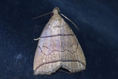 Herminia grisealis