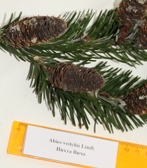 Abies veitchii