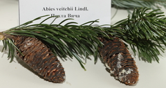 Abies veitchii