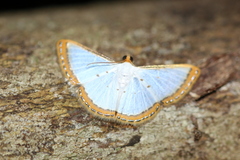 Leuciris institata