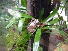 Trachycephalus resinifictrix