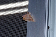 Hypospila bolinoides