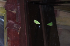 Comibaena procumbaria