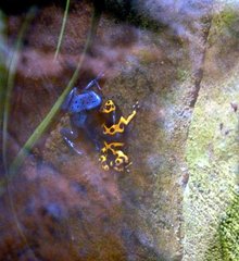 Dendrobates