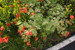 Phyllanthus reticulatus reticulatus