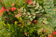 Phyllanthus reticulatus reticulatus