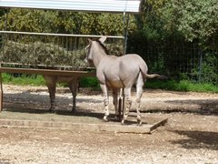 Equus africanus somaliensis