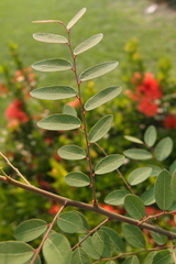 Phyllanthus reticulatus reticulatus