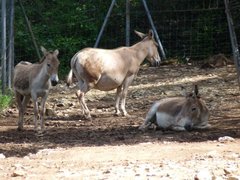 Equus africanus somaliensis