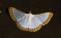 Leuciris institata
