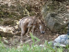 Equus africanus somaliensis