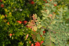 Phyllanthus reticulatus reticulatus