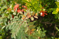 Phyllanthus reticulatus reticulatus