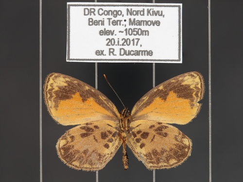 Liptena difficilis