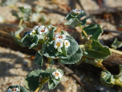 Euphorbia leucophylla