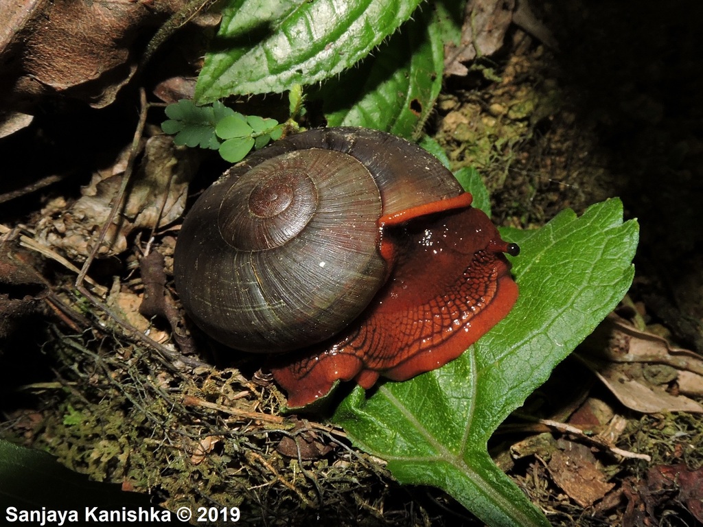 Cryptozona chenui