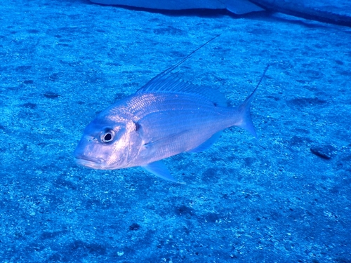 Photo of Pink dentex (Dentex gibbosus)