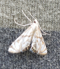 Neocataclysta magnificalis