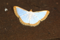 Leuciris institata