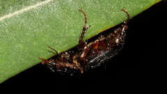 Acrossidius tasmaniae