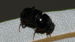 Acrossidius tasmaniae