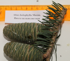 Abies holophylla