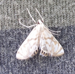 Neocataclysta magnificalis