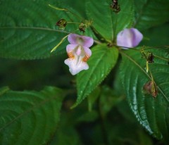 Impatiens devendrae
