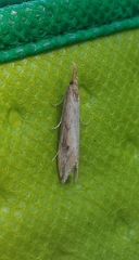 Donacaula