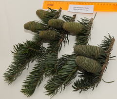 Abies holophylla