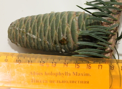 Abies holophylla