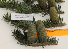 Abies holophylla