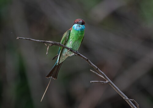 Blue-throated Bee-eater