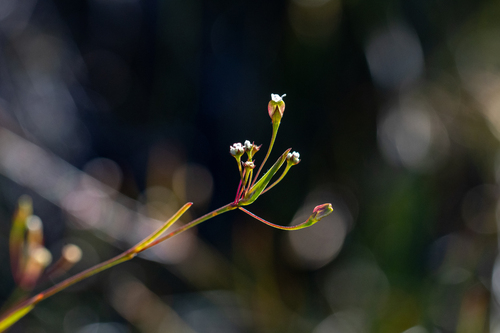 Largeseed Capepurse (Centella macrocarpa)
