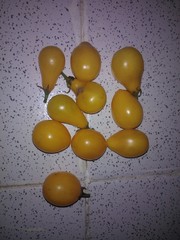 Solanum lycopersicum lycopersicum