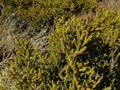 Lepidothamnus intermedius