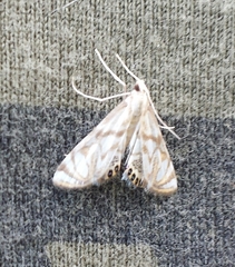 Neocataclysta magnificalis