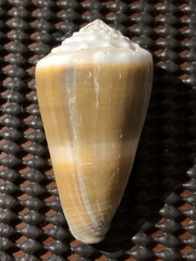Conus lividus