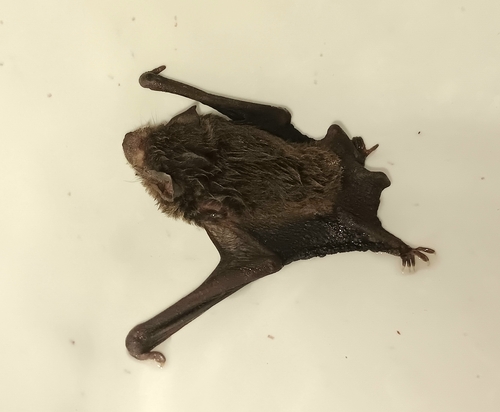 Short-winged Pipistrelle