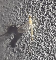 Potamanthus formosus